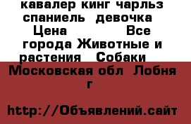  кавалер кинг чарльз спаниель -девочка › Цена ­ 45 000 - Все города Животные и растения » Собаки   . Московская обл.,Лобня г.